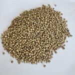 Coriander Seed