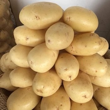 8328957489.jpg Lady Rosetta & Hermes Potatoes - Image 1