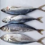 Frozen Mackerel