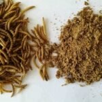 Dried Mealworms