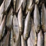 Sardine Fish