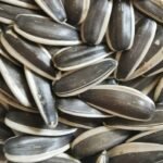 Sunflower Seed