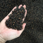 Black Pepper