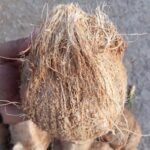 Coconut