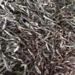 Dry Anchovy Fish