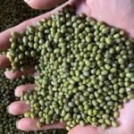 Mung Beans
