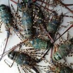 Lobster