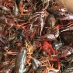 Crawfish